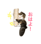 小悪魔猫のしちみ（個別スタンプ：1）