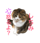 小悪魔猫のしちみ（個別スタンプ：7）