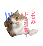 小悪魔猫のしちみ（個別スタンプ：13）