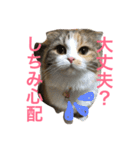 小悪魔猫のしちみ（個別スタンプ：23）