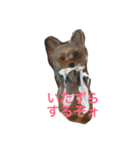 ヨークシャテリアわさびのスタンプ（個別スタンプ：1）