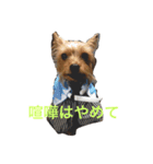 ヨークシャテリアわさびのスタンプ（個別スタンプ：3）