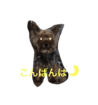 ヨークシャテリアわさびのスタンプ（個別スタンプ：8）