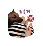 Mumu's fighting back（個別スタンプ：5）