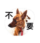 Taiwan Brindle Dog（個別スタンプ：8）