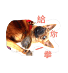 Taiwan Brindle Dog（個別スタンプ：10）