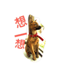 Taiwan Brindle Dog（個別スタンプ：12）