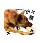 Taiwan Brindle Dog（個別スタンプ：15）