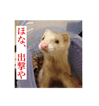 フェレ山姐御と舎弟フェレ谷（個別スタンプ：1）