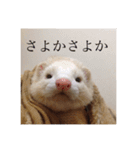 フェレ山姐御と舎弟フェレ谷（個別スタンプ：2）