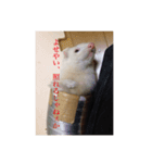フェレ山姐御と舎弟フェレ谷（個別スタンプ：8）