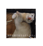 フェレ山姐御と舎弟フェレ谷（個別スタンプ：9）