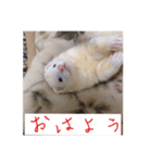 フェレ山姐御と舎弟フェレ谷（個別スタンプ：10）