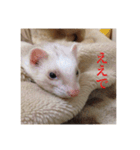 フェレ山姐御と舎弟フェレ谷（個別スタンプ：12）