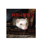 フェレ山姐御と舎弟フェレ谷（個別スタンプ：13）