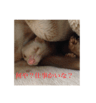フェレ山姐御と舎弟フェレ谷（個別スタンプ：14）