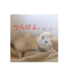 フェレ山姐御と舎弟フェレ谷（個別スタンプ：16）