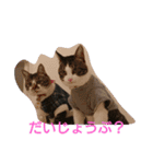 マシュー＆キュッピー（個別スタンプ：16）