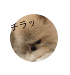 taro..（個別スタンプ：16）