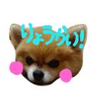 ころん＆りく①（個別スタンプ：6）