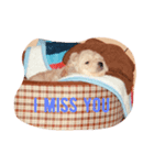 dog lovely2（個別スタンプ：1）