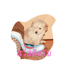 dog lovely2（個別スタンプ：3）