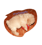 dog lovely2（個別スタンプ：4）