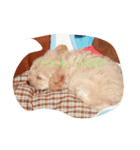 dog lovely2（個別スタンプ：6）