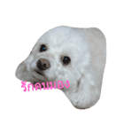 dog lovely2（個別スタンプ：8）