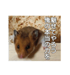 はなまるぺんぺん、時々だいきち（個別スタンプ：25）