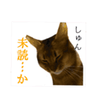 猫で行こう【2】（個別スタンプ：11）