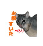 猫で行こう【2】（個別スタンプ：13）