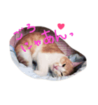 うちのモカさん（個別スタンプ：1）