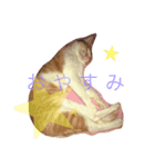 うちのモカさん（個別スタンプ：6）