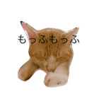 うちのモカさん（個別スタンプ：9）