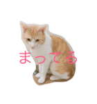 うちのモカさん（個別スタンプ：14）