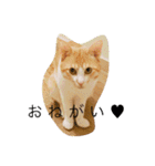 うちのモカさん（個別スタンプ：15）