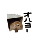 komomo3（個別スタンプ：3）