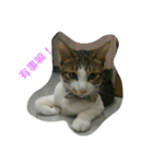 bored cats（個別スタンプ：1）