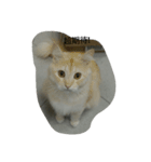 bored cats（個別スタンプ：2）