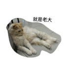 bored cats（個別スタンプ：4）