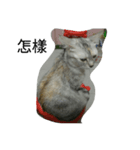 bored cats（個別スタンプ：5）