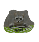 bored cats（個別スタンプ：6）