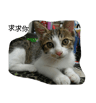 bored cats（個別スタンプ：7）