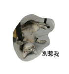 bored cats（個別スタンプ：8）