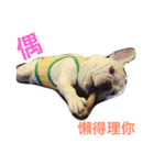 French bulldogs nonsenses ll（個別スタンプ：1）