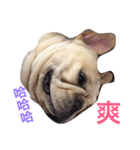 French bulldogs nonsenses ll（個別スタンプ：2）