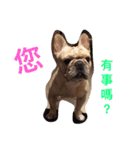 French bulldogs nonsenses ll（個別スタンプ：9）