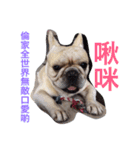 French bulldogs nonsenses ll（個別スタンプ：10）