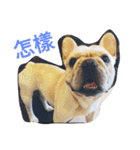 French bulldogs nonsenses ll（個別スタンプ：11）